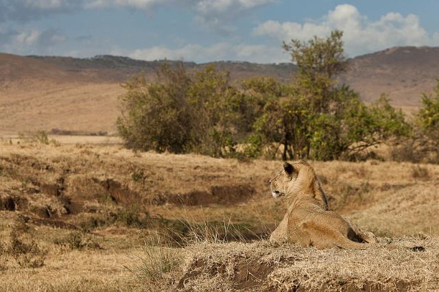 132 Tanzania, Ngorongoro Krater, leeuw.jpg